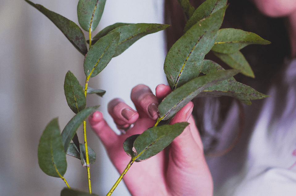 Eucalyptus
