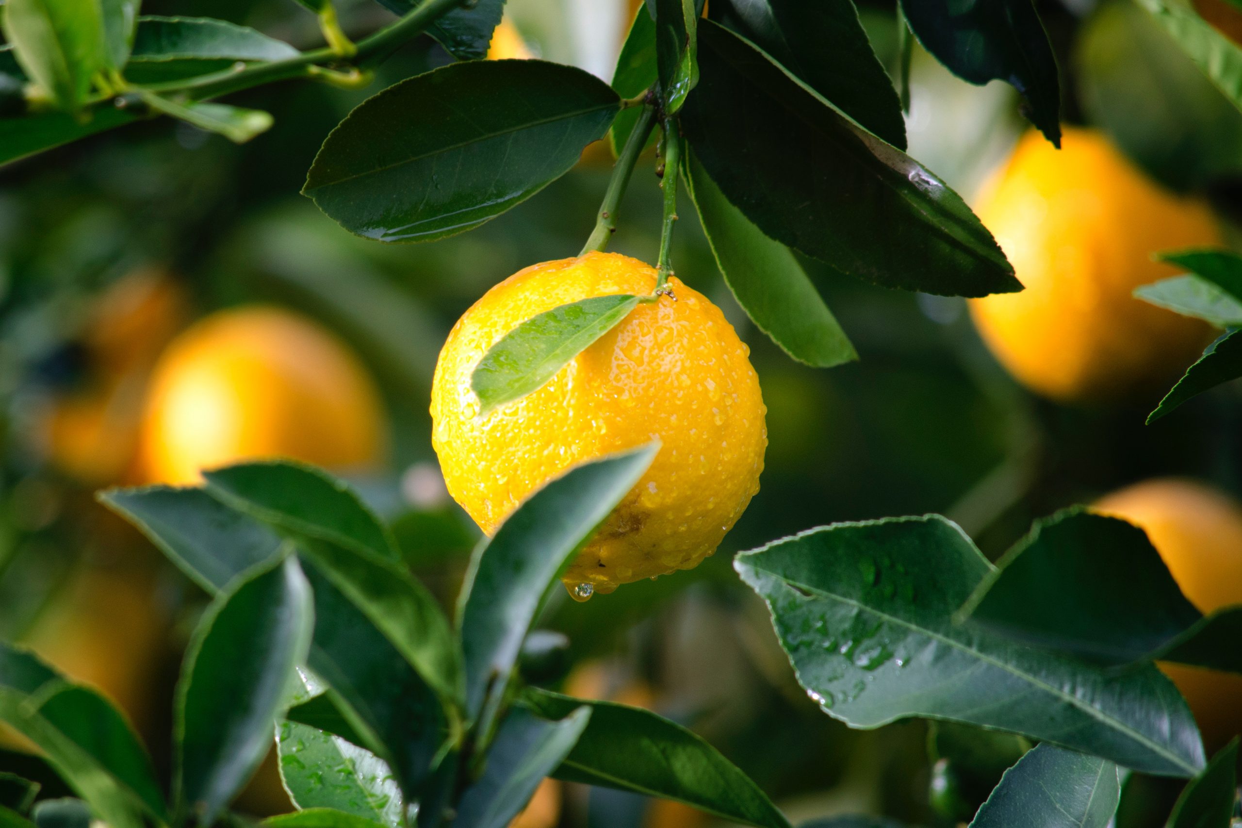 Lemon On A Tree