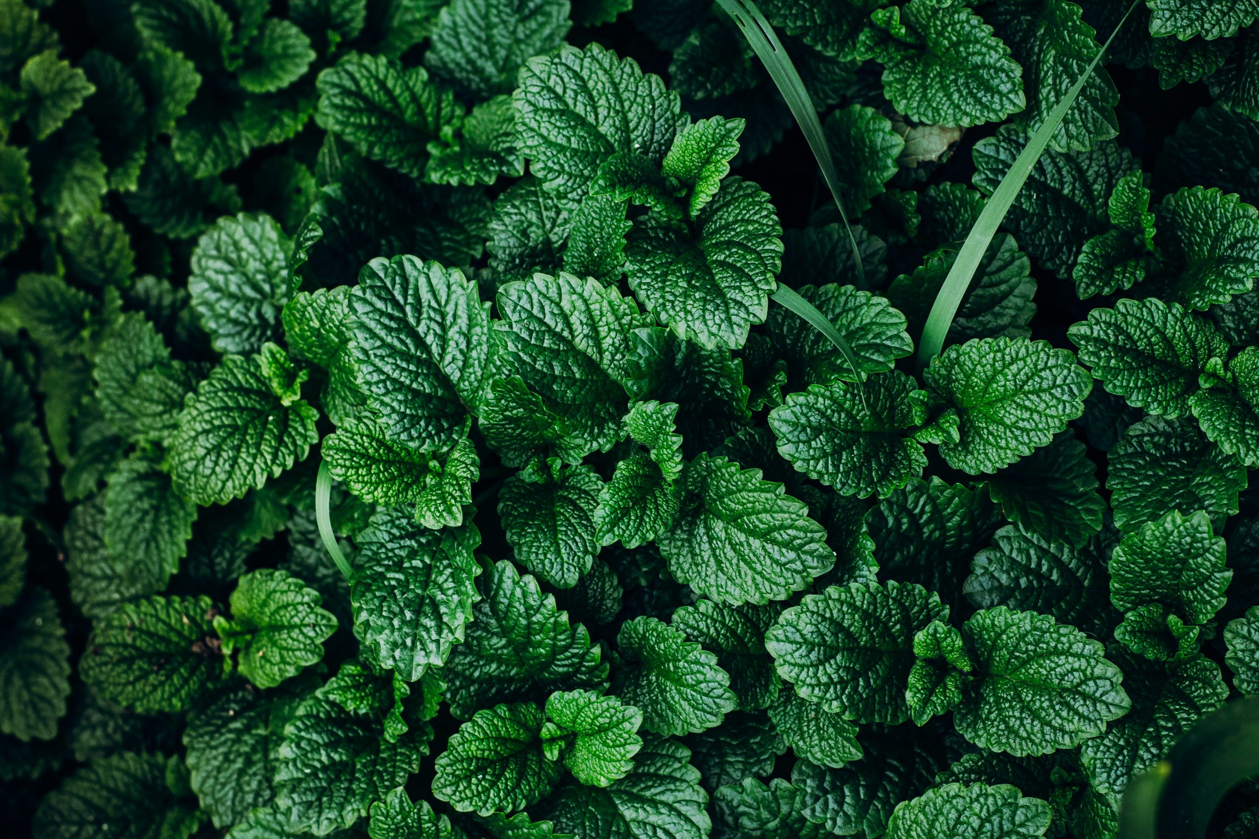 Mint Plant