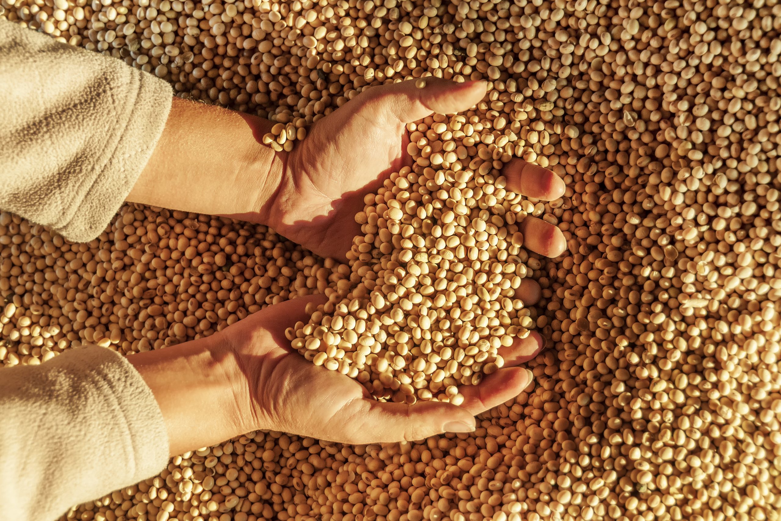 Hands Holding Grains